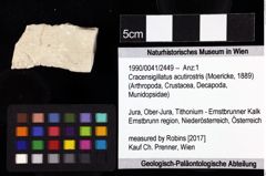 Foto (Objket + Etiketten) von Cracensigillatus acutirostris (Moericke, 1889) 